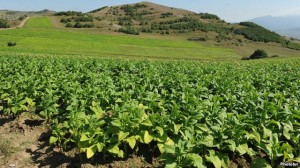 Un campo de tabaco en la provincia de Tavush.