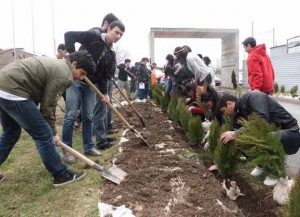 plantacion-arboles