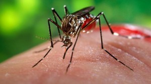Mosquito-zika